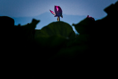 آغاز شکفتن نیلوفرهای آبی تالاب انزلی 